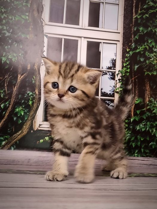 Мармуровий котик. Шотландський кіт