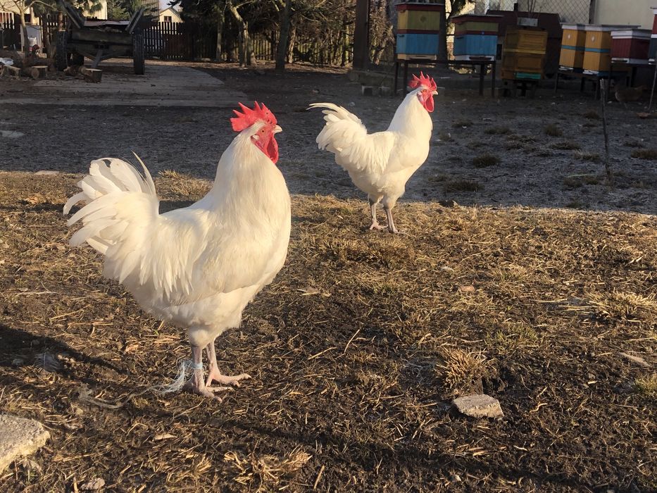 Kogut de bresse Cegłów