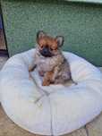 Pomeranian boo aktualne