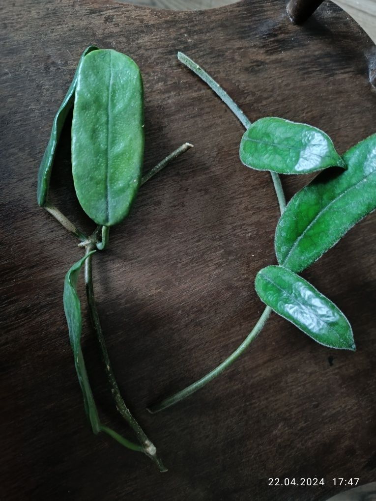 Hoya globulosa sadzonka cięta