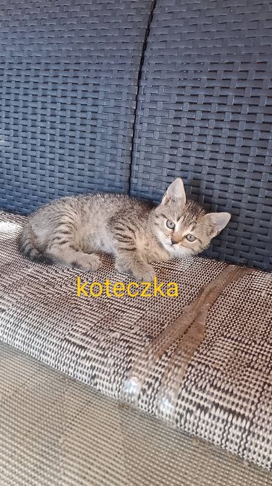 Oddam kotkę w dobre ręce