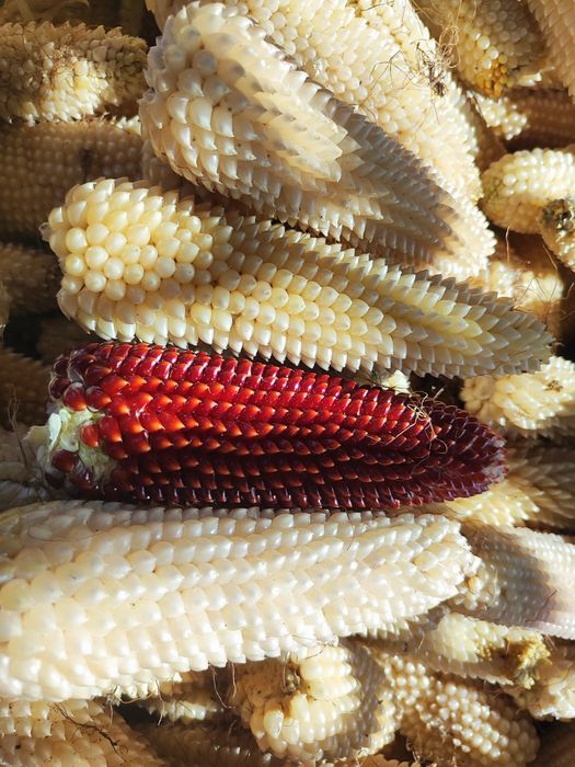 Попкорн кукурудза