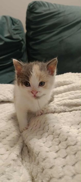 Urocze trikolorki do adopcji