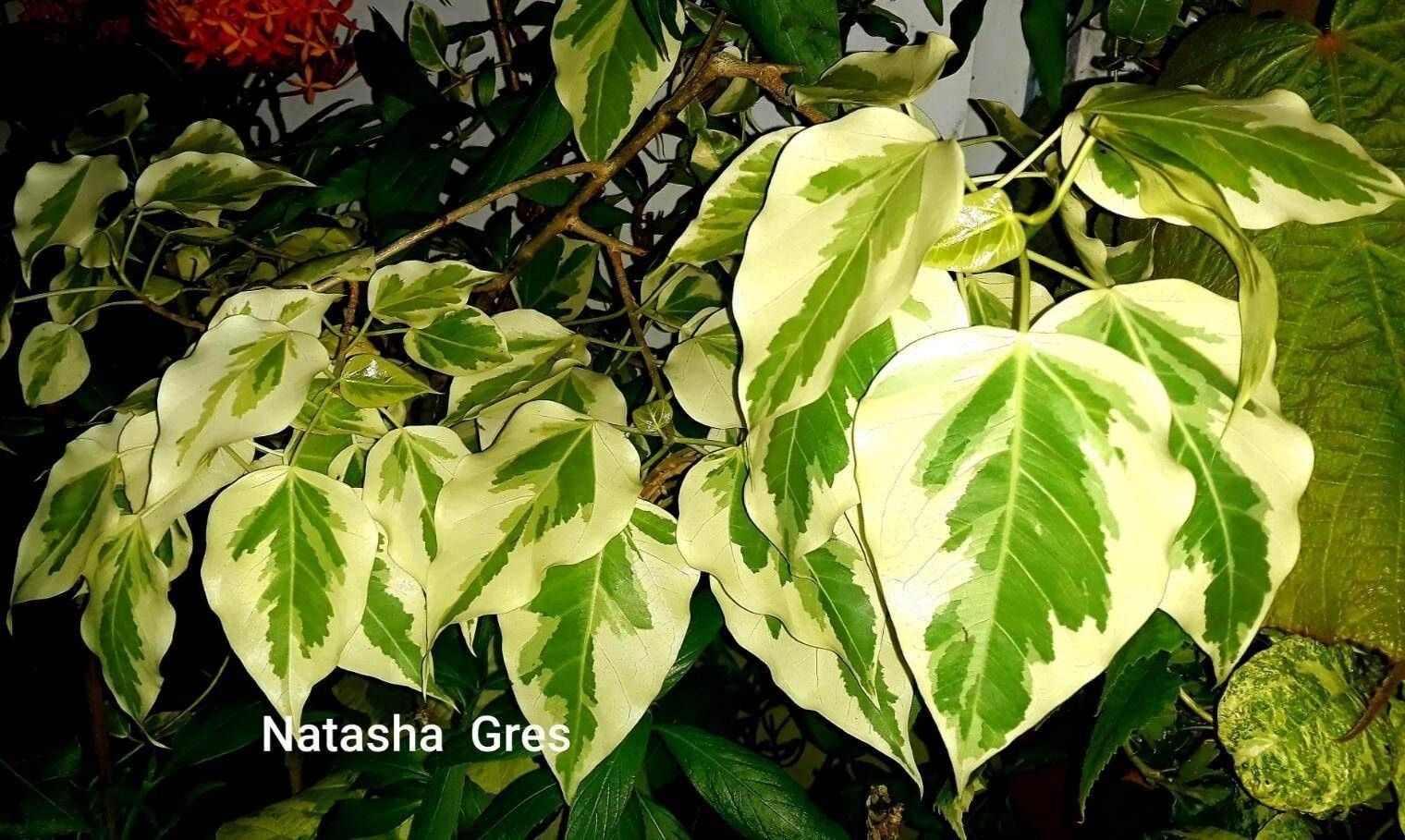 Фікус Ficus Rumphi White margin leaf.