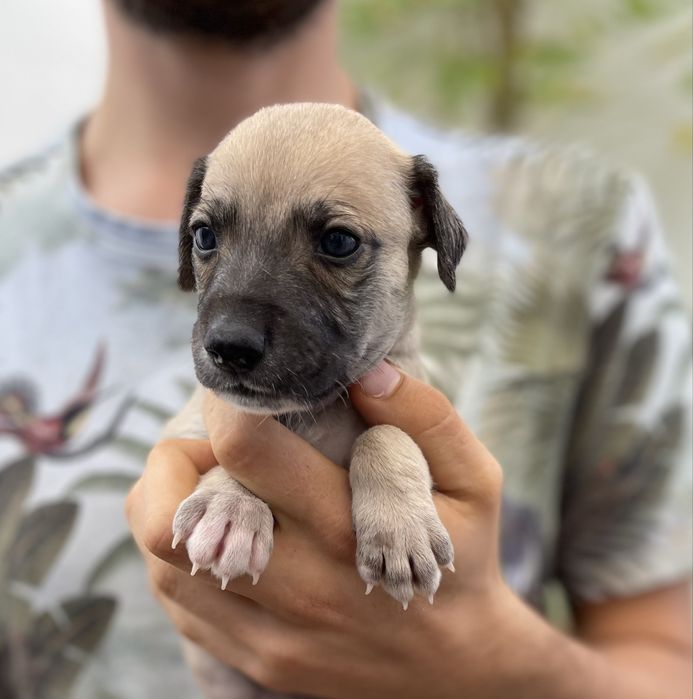 Whippet ZKwP chart angielski extra kolor Revirado FCI
