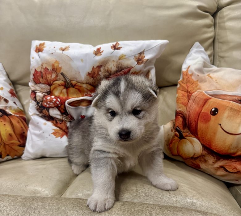 Śliczny srebrno-biały piesek Syberian Husky