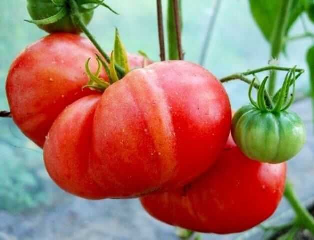 Семена помидор томатов домашние