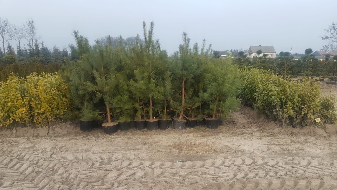 Bonsai ogrodowe. Szkółka Krupocin.