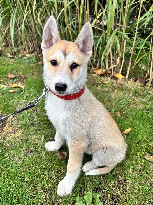 Łajka zachodniosyberyjska