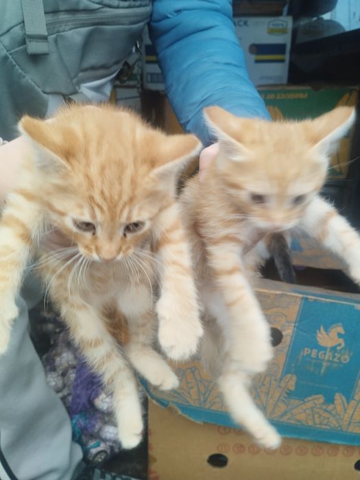 Відаємо котенят,два хлопчики та одна дівчинка