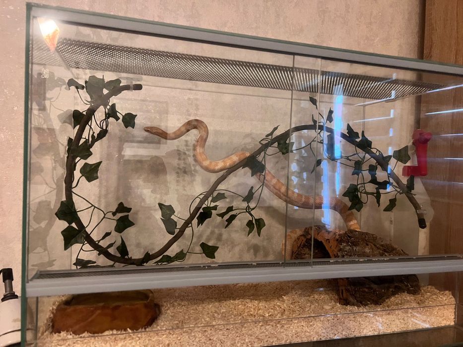 Wąż zbożowy z terrarium