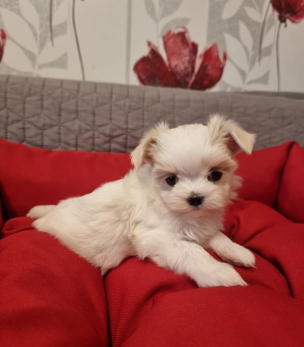 Maltańczyk szczeniaczki