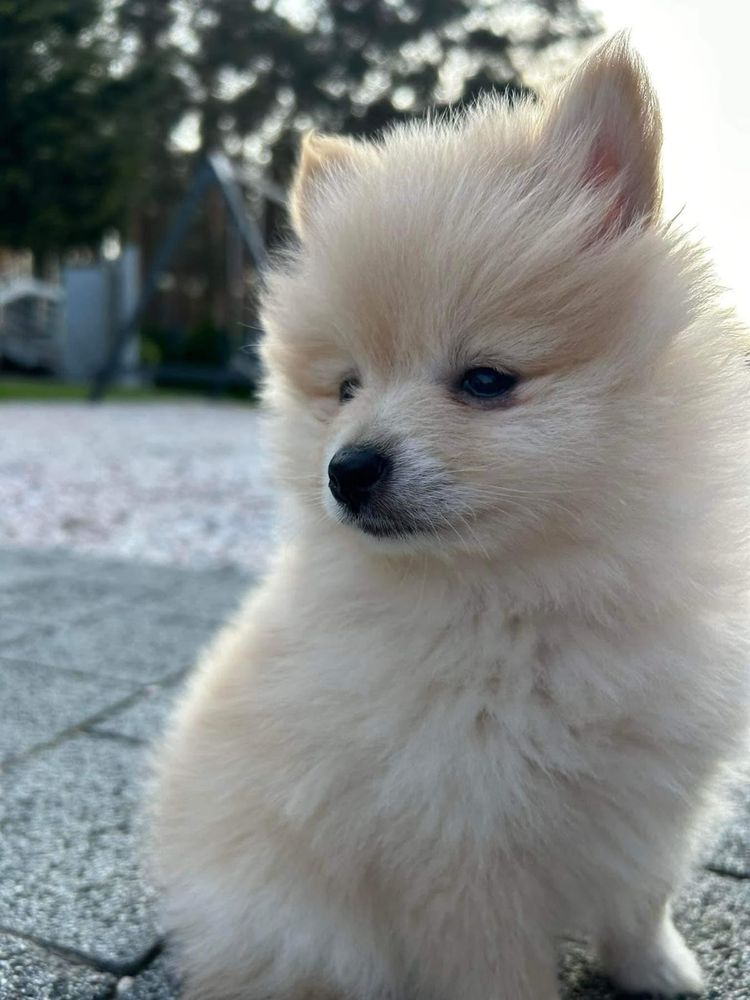 Pomeranian szpic miniaturowy gotowy do odbioru