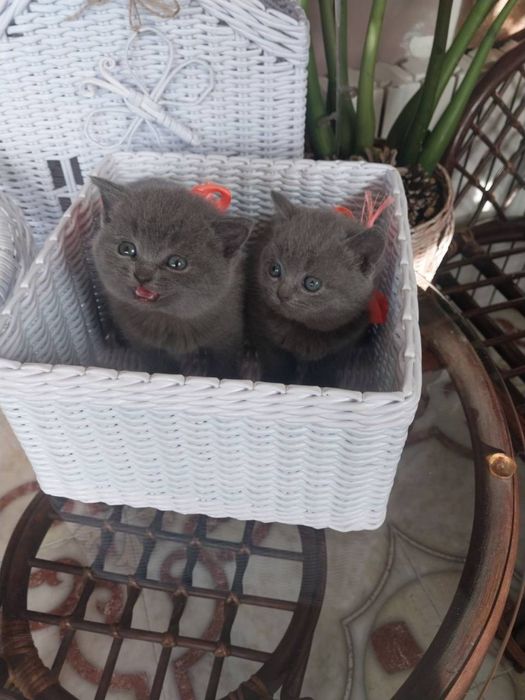 Котята шотландцы