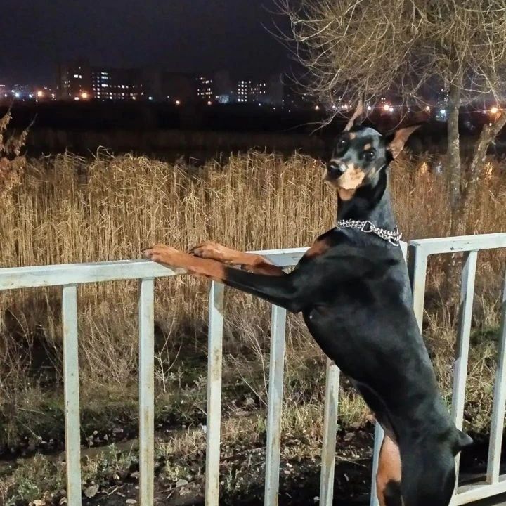Цуценя добермана (Бронь!)