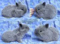 Króliki Karzełek Teddy i Mini lop królik króliczki karzełki - WARSZAWA