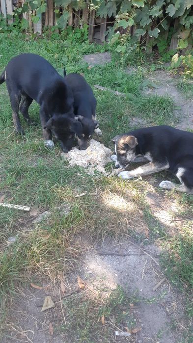 Цуценята в добрі руки