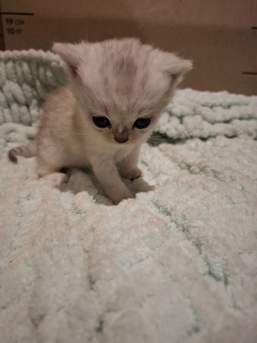 Чистокровная шотландска прямоуха,девочка