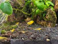 Żółte krewetki Yellow młode