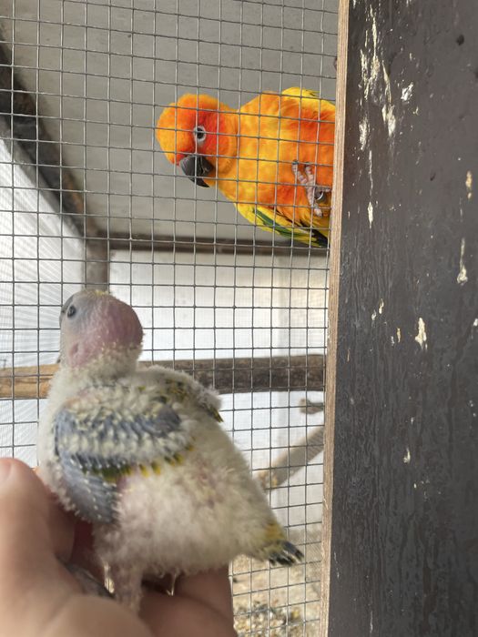 Aratingas sol bebés muito bonitas