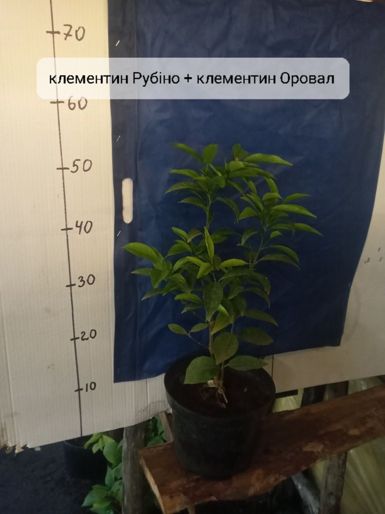 Лимони ,Мандарини апельсини, грейпфрут, клементин