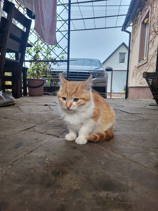 Милые котята ищут теплые ручки и большое сердечко