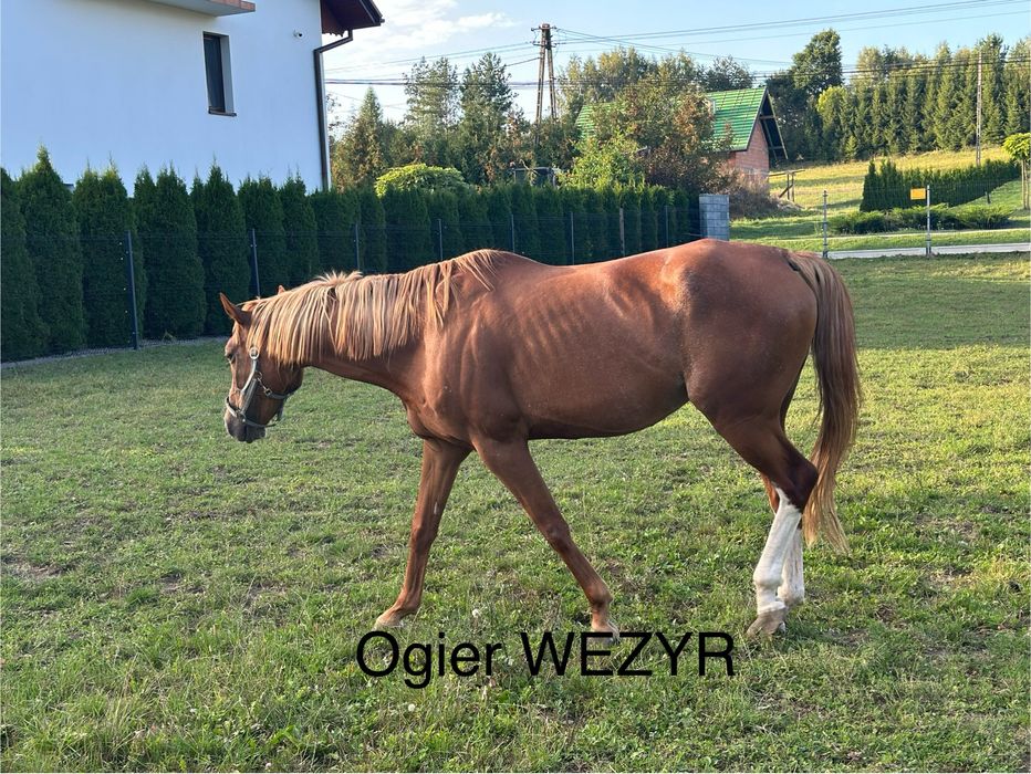 Sprzedam konie małopolskie
