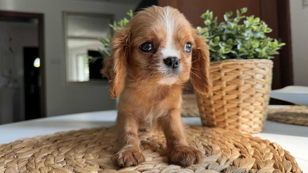 Chłopczyk Cavalier King Charles Spaniel Ruby