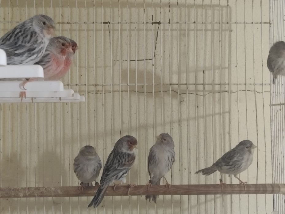 4 casais de Ágatas mosaico vermelho novos