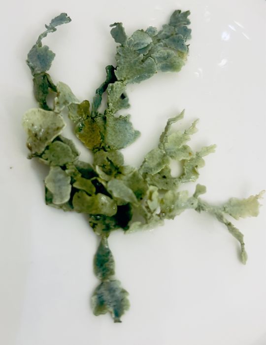 Halimeda discoidea makroglon do refugium akwarium morskie