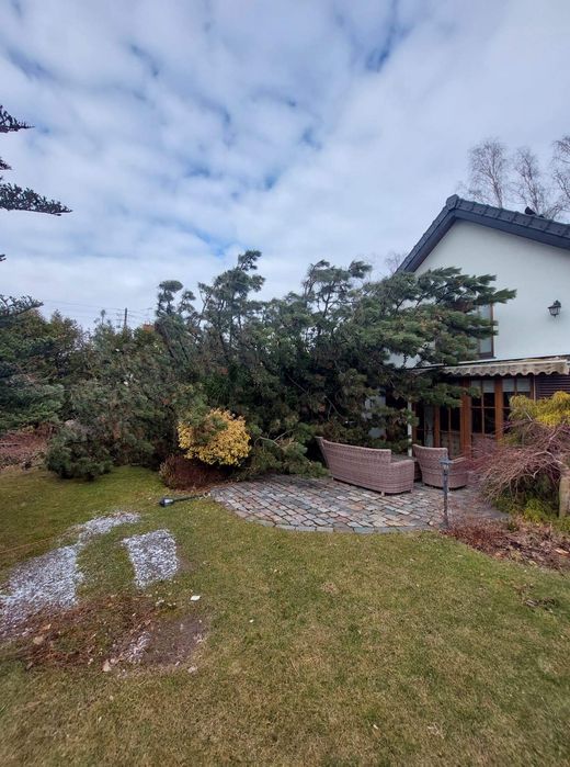 Wycinka drzew Podnośnik koszowy Przycinanie tui Frezowanie pni ogrodni