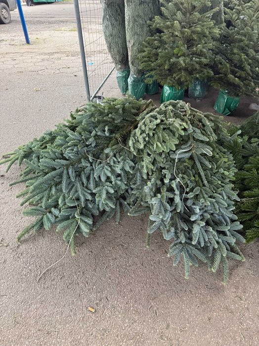 Nobilis Nobiles Gałęzie Gałązki Stroisz Duże Piękne Dostawa Gratis