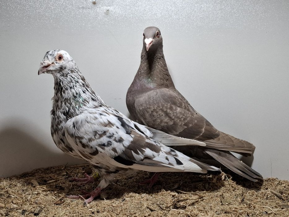 Gołębie pocztowe młode stipper brown almond