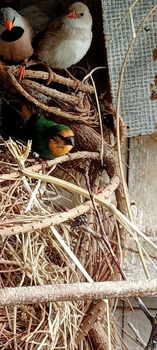 Papuzik czerwonolicy morski.