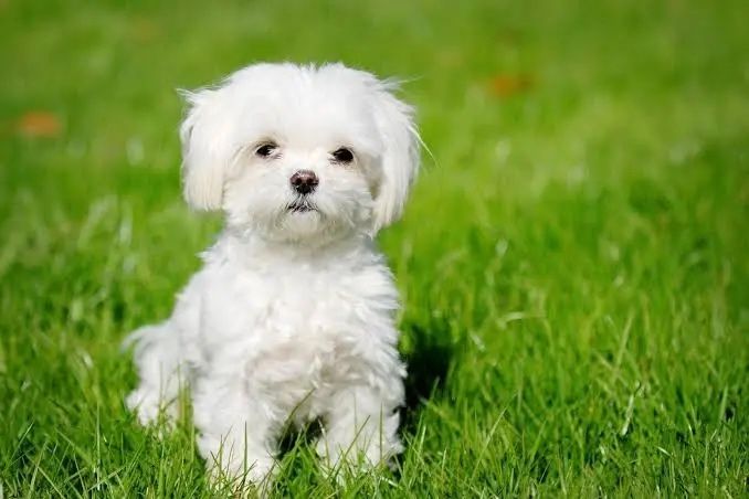 Bichon Maltês de qualidade