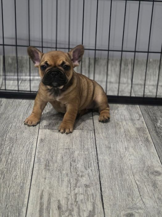 Buldog francuski - suczka szczenię