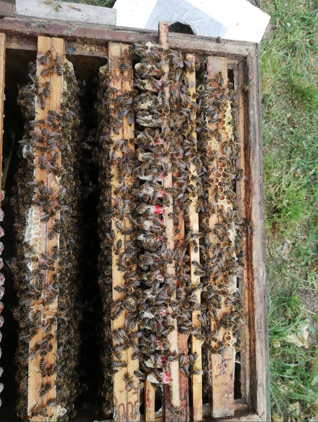 Miód dowóz lub wysylka pszczeli z własnej pasieki 100% naturalny, lip