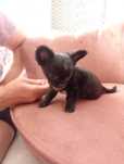 Chihuahua malutki piesek