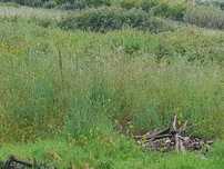Arrendamento de terreno para Pasto- 5000 m2