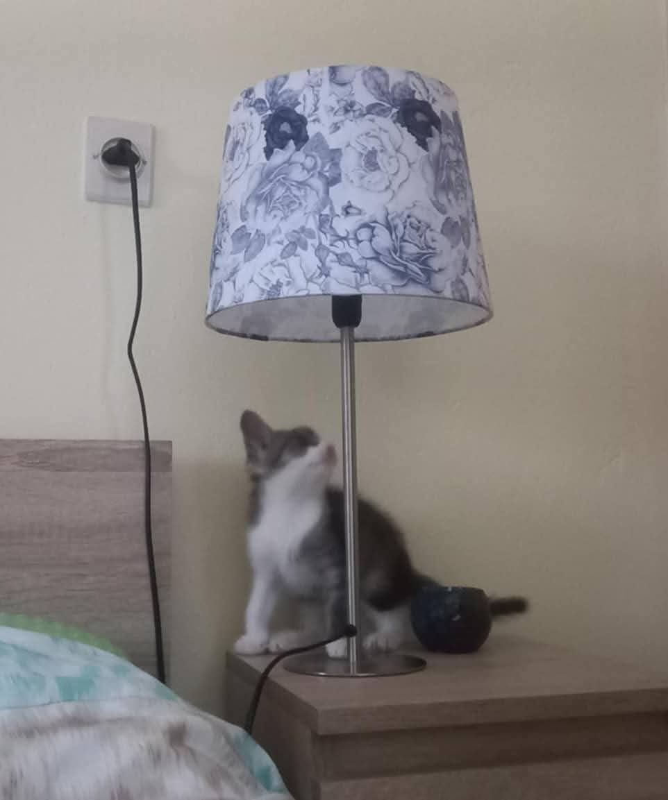 Śliczni bracia polecają się do adopcji!
