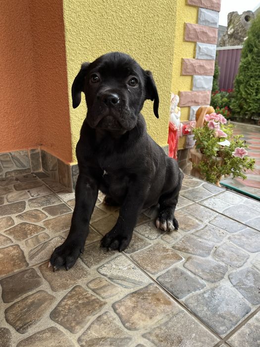 Цуценята канекарсо