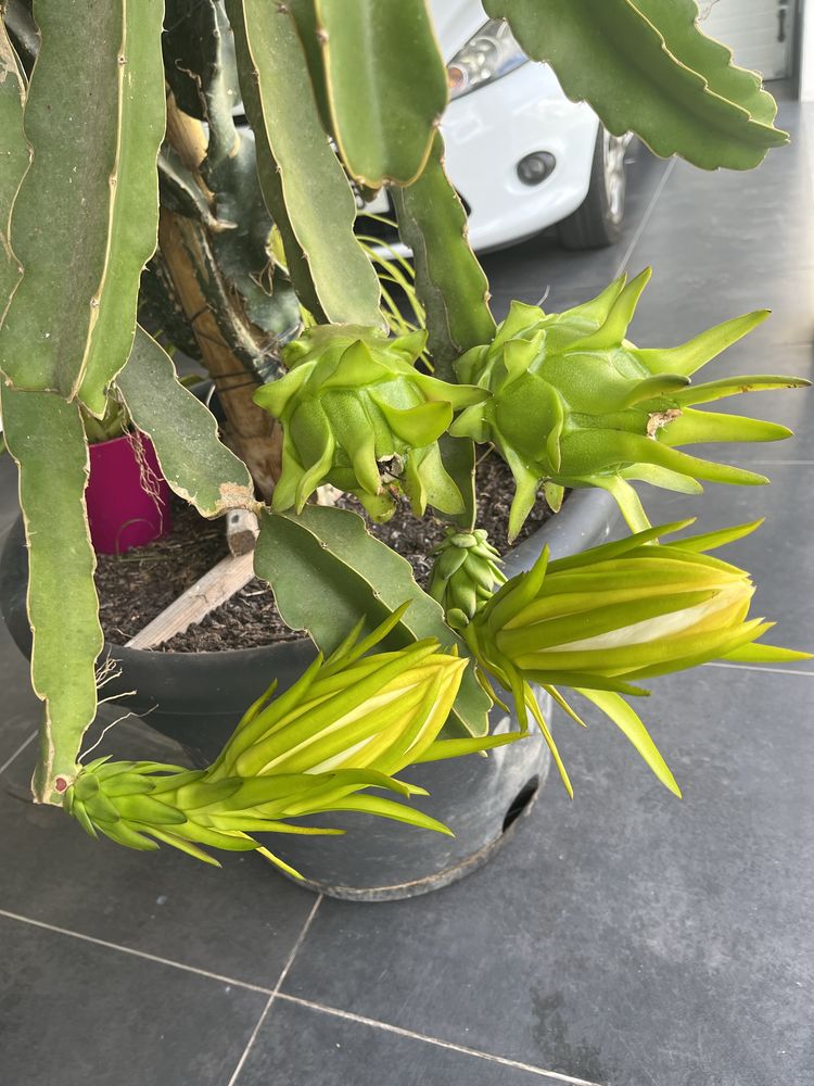 Mudas de pitaya autopolinizantes e autoferteis