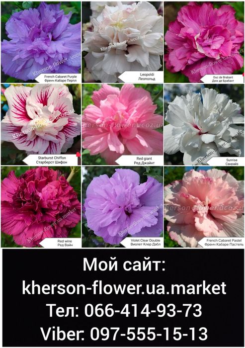 Виолет Клер Дабл - махровый древовидный гибискус