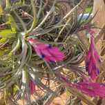 Cravo do ar,  Tillandsia aeranthos. Bromeleácea