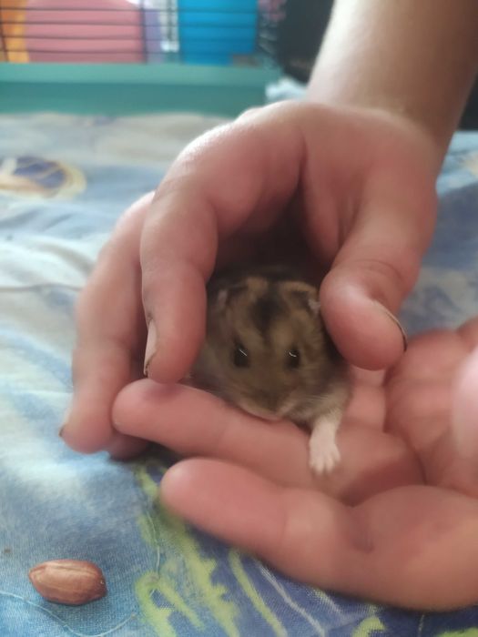 Продам хомяк джунгарского мальчика.