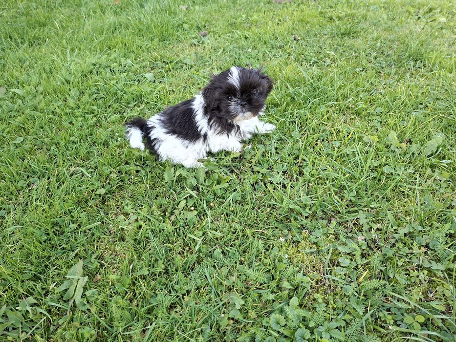 Shih-tzu mały Piesio