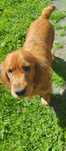 Psy do oddania typu cocel spaniel