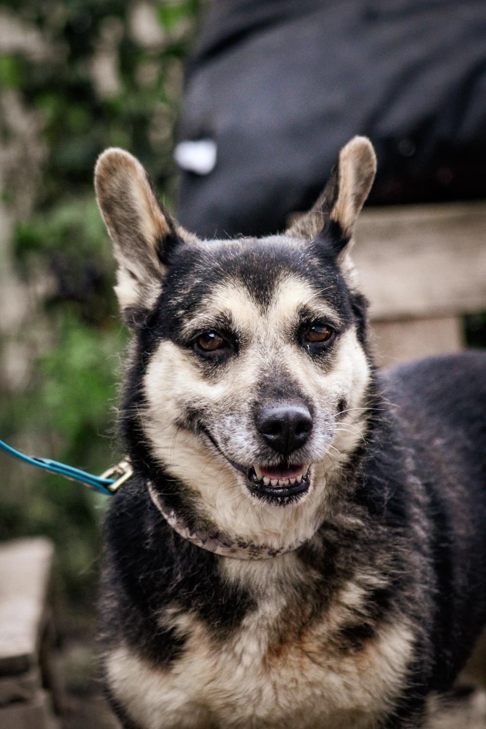 Maddy mix corgi szuka domu