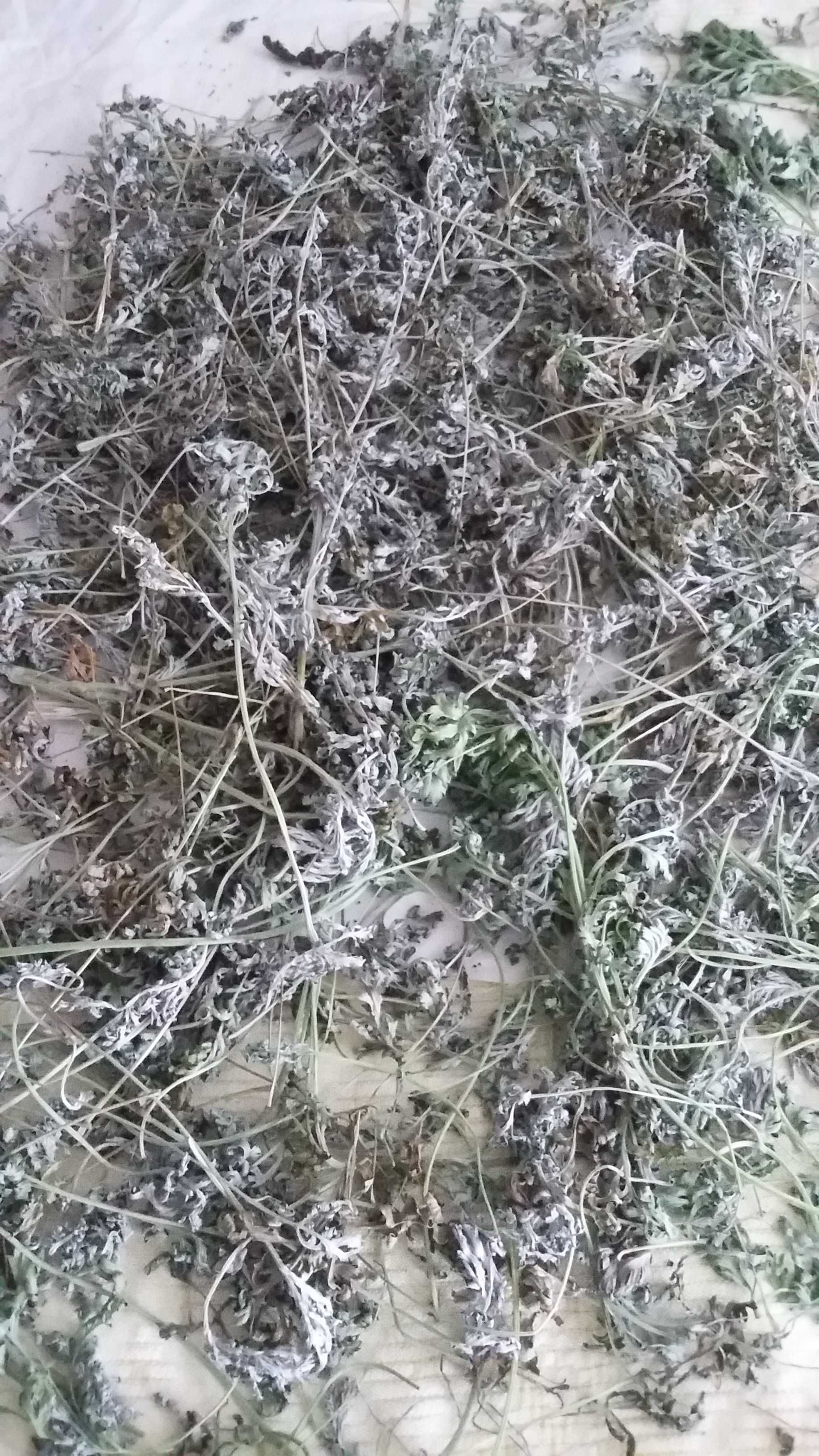 Piolun bylica ziele suszone na pasożyty