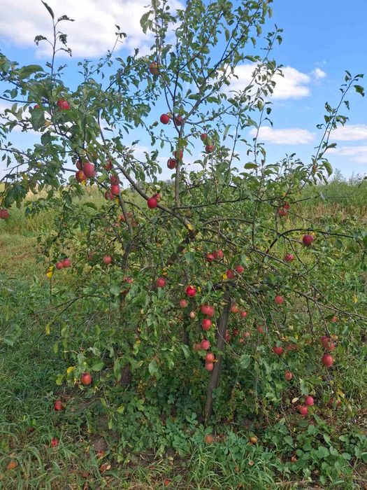 Продам Окремий Будинок на Березі Річки